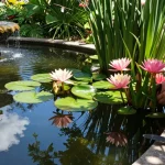 Why Water Lilies Are the Best Choice for Pond Enthusiasts in 2026